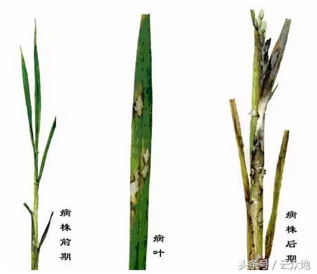 防治水稻纹枯病用什么药效果好？预防措施和防治办法有哪些？