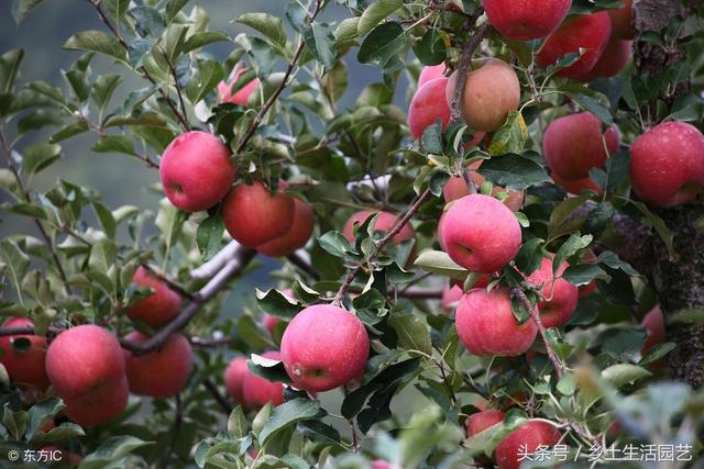 现在是苹果树叶斑病多发季，这些管理措施，是保证产量的关键