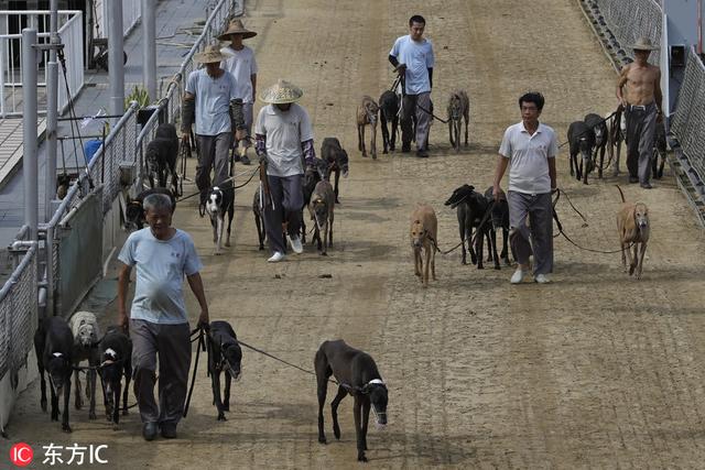 格力犬交易区