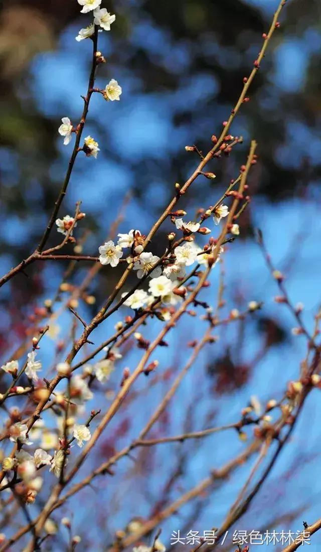 武汉市花