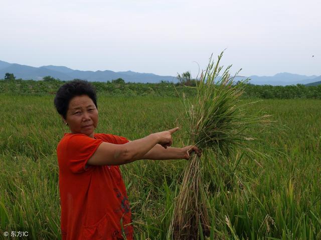 水稻田防除稗草药剂推荐！3