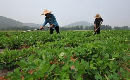 种植花生，喷什么叶面肥合适？