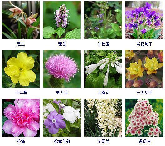 秋天开的花有哪些