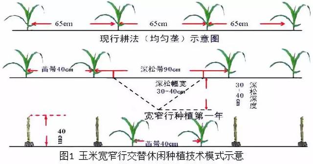 种一亩地能赚多少钱，你算过吗？怎么能将收入最大化，你尝试过吗？10