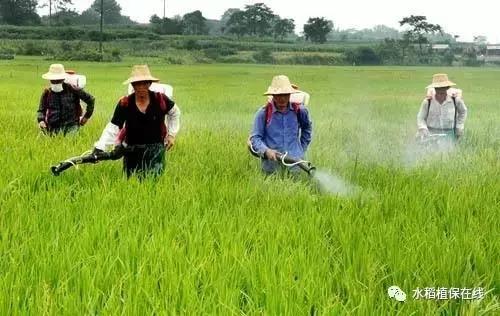 水稻叶面肥什么时候用？配合什么用效果最好？知道这些够了