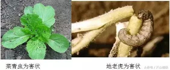 当前秋播蔬菜菜青虫、地老虎发生与防治技术建议