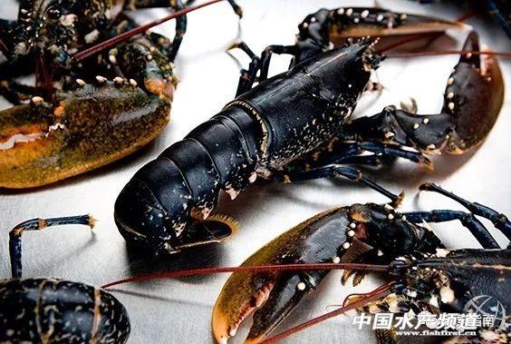 大龙虾破碎机实验的简单介绍