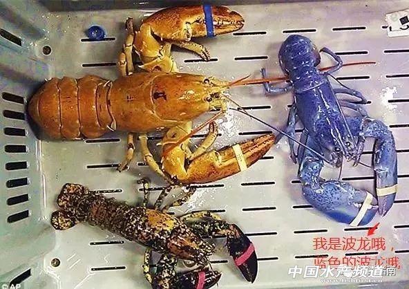 大龙虾破碎机实验