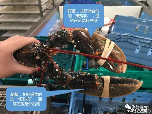 大龙虾破碎机实验