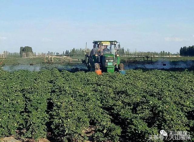 当前棉花主要病虫害发生情况和防治建议6