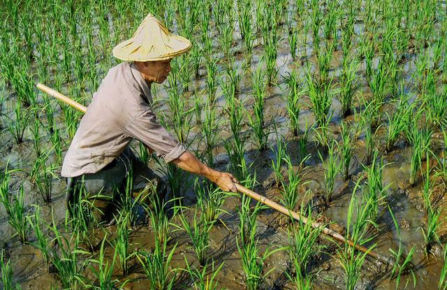 24个稻田选择性茎叶处理剂及新制剂优缺点述评5