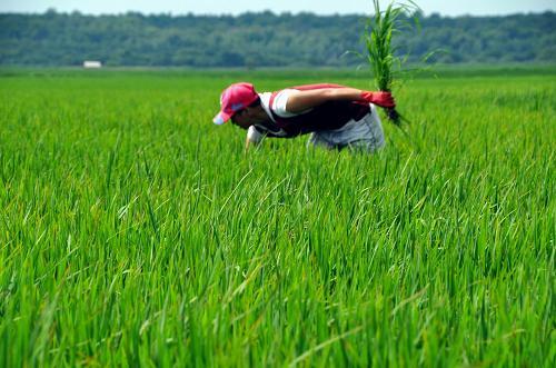 24个稻田选择性茎叶处理剂及新制剂优缺点述评6