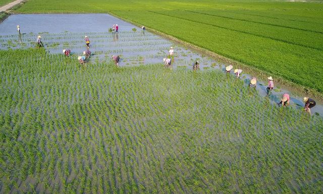 24个稻田选择性茎叶处理剂及新制剂优缺点述评10