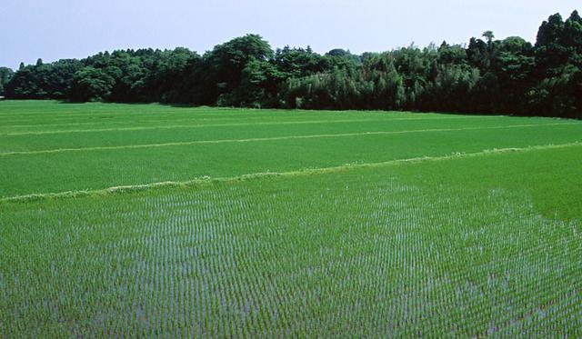 24个稻田选择性茎叶处理剂及新制剂优缺点述评