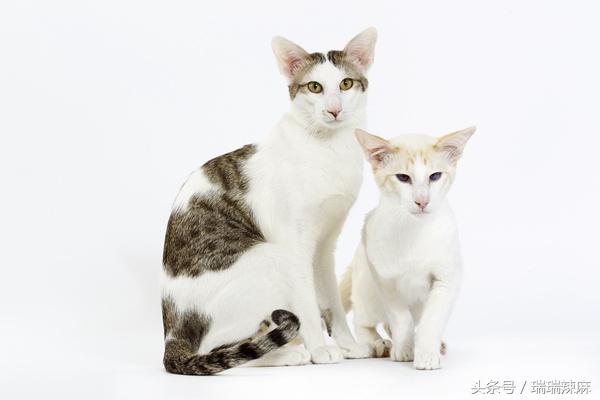 叭咪宝