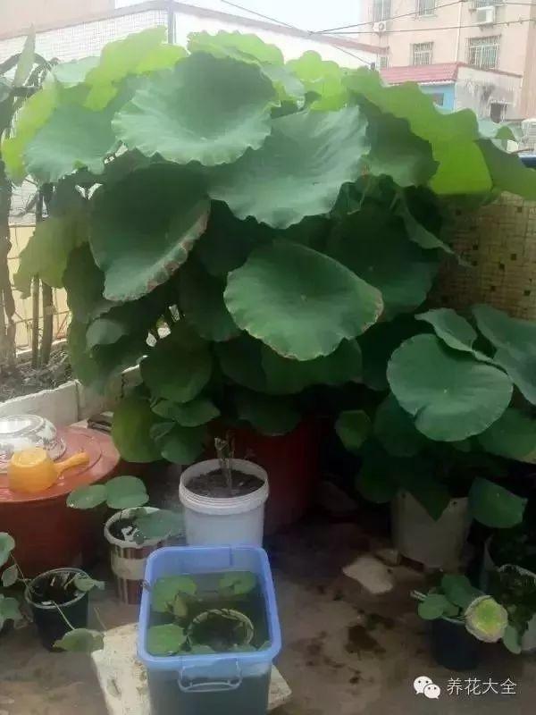 莲花怎么样