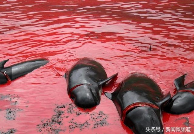 「重要提示」捕杀鲸鱼犯法吗（我国一级保护的鲸鱼）