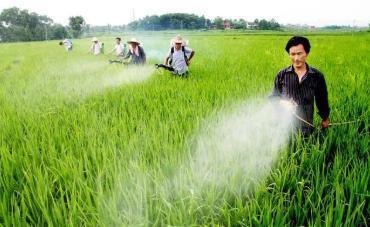 水稻使用农药问题多，不同农药使用时间要分清