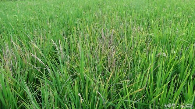 水稻田误喷除草剂危害大，难救护！但哪些情况误喷又能救呢？