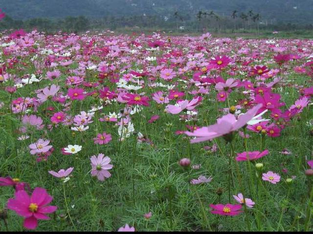 格桑花波斯菊 格桑花波斯菊（波斯菊格桑花） 生活