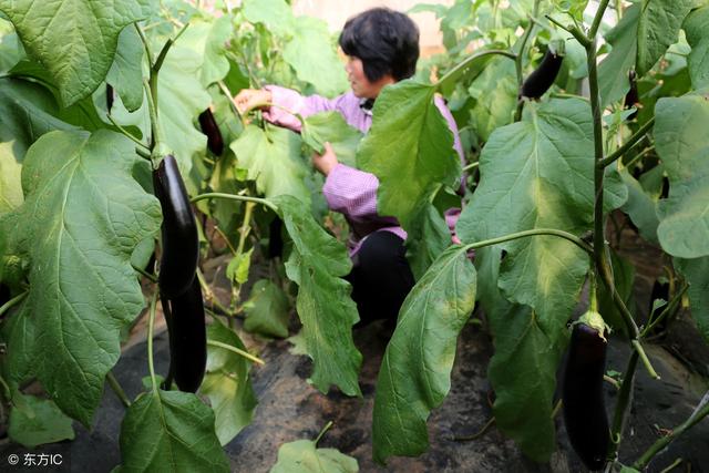 农民种植茄子，茄子烂了一地，到底是咋回事？2