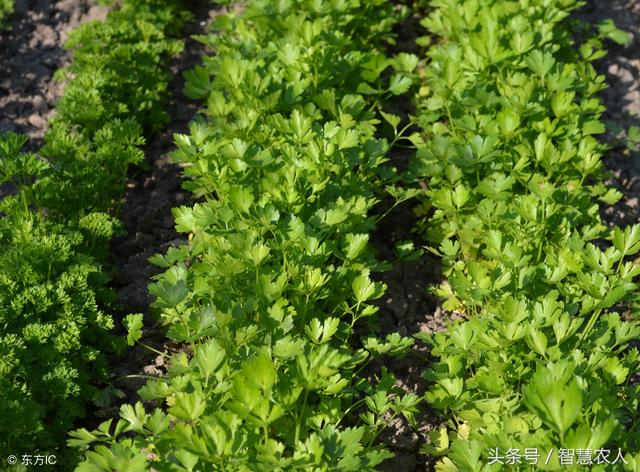 香菜好吃难保存？农民用这种方法存香菜，香菜新鲜收益高2