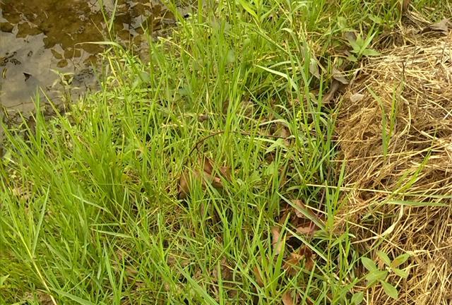 水稻游草是什么草？选择哪些除草剂能够防除？