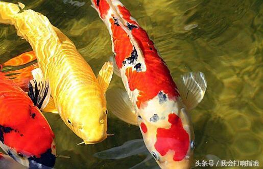 梦到捞虾是什么意思 梦到捞虾是什么意思
