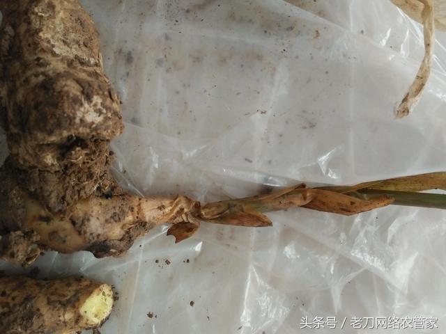 详细介绍生姜3种病害的发病症状，如何用药来进行化学防治8