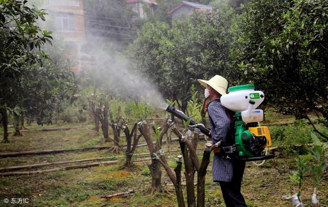 果树发生了病害都会表现出那些病状？记住这些，以后就能分清楚了