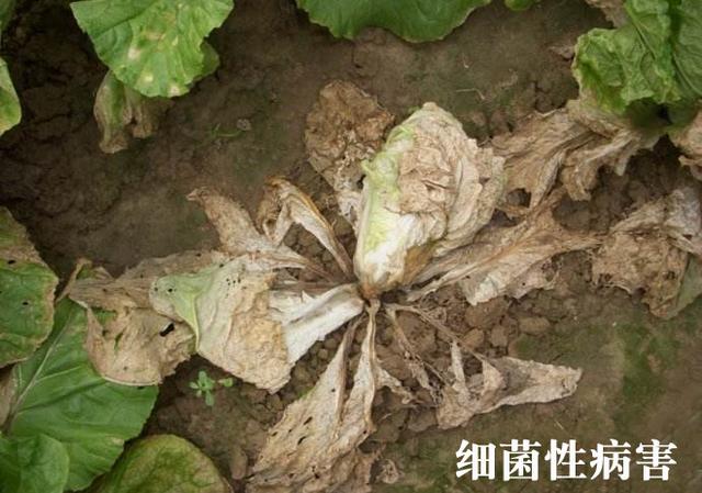 真菌性病害和细菌性病害如何区分？不同病害该如何选择防治药剂？3