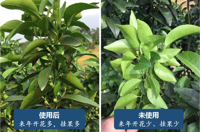 芸苔素为啥被称为“万能药”？看完，服了！6