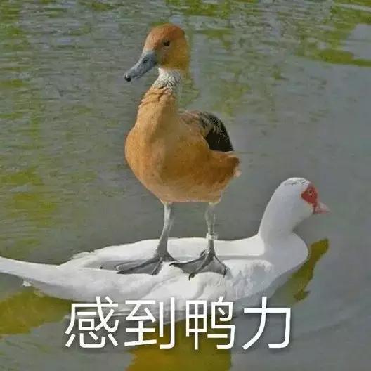 片石制制砂机