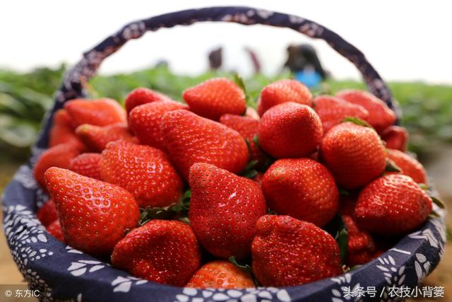 草莓炭疽病发病快、危害重，怎样防治才能有效防治提高产量？2