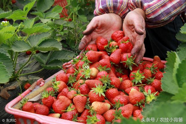 草莓炭疽病发病快、危害重，怎样防治才能有效防治提高产量？10