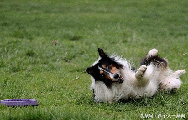 苏格兰牧羊犬多少钱