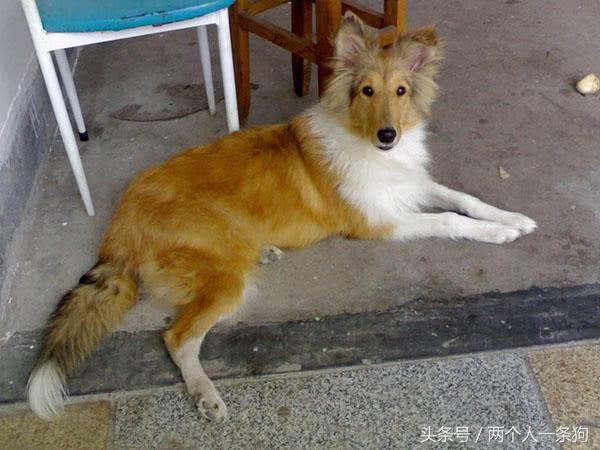 苏格兰牧羊犬图片