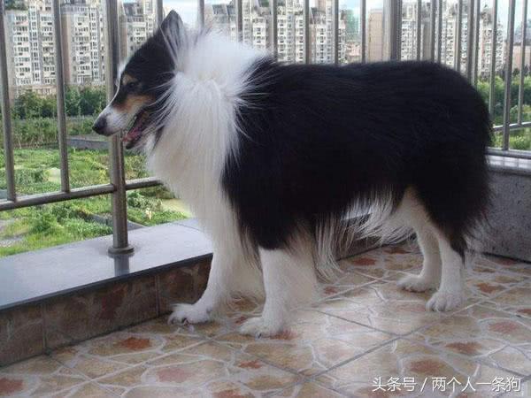 纯种苏格兰牧羊犬