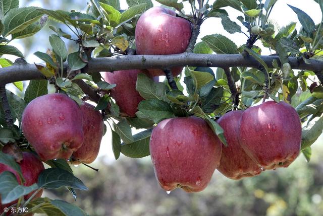 苹果生产中允许使用的植物性杀虫杀菌剂有哪些？如何使用全在这了