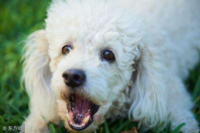 迷你贵宾犬价格 迷你贵宾犬价格（小贵宾犬价格） 动物