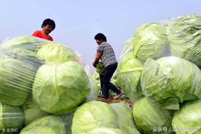 甘蓝发生黄枯萎病，死棵、烂果、难防治！可以试试这些防治方法！7