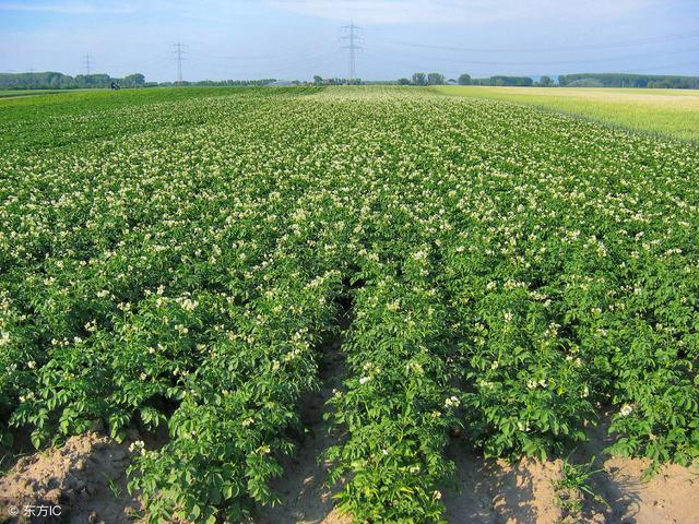 农民种植土豆时，田间杂草过多，该选择哪些除草剂防除？