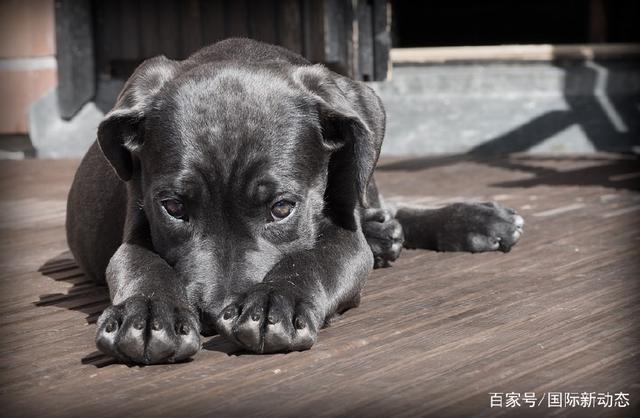 梦到大白狗是什么意思