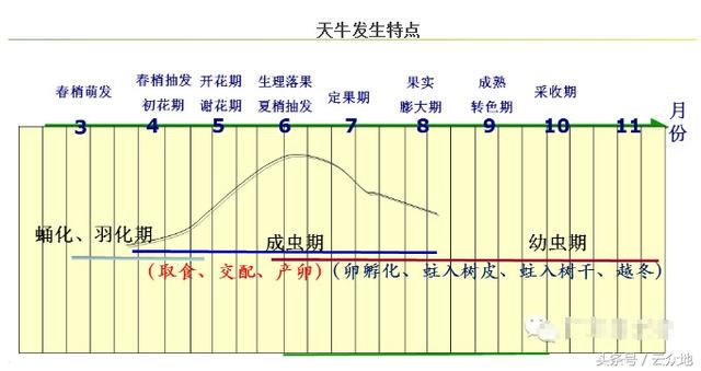 柑橘树有洞长虫？柑橘天牛为害不容小觑，建议早防治！2