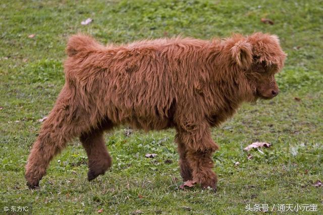 藏獒兇猛 藏獒兇猛(藏獒兇猛狗叫聲) 動物