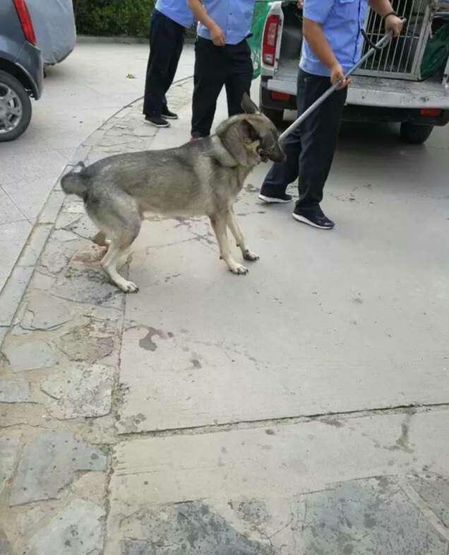 石家庄藏獒 石家庄藏獒（石家庄藏龙福地小区） 动物