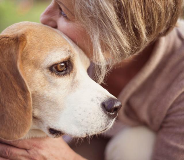 狗狗过世安慰主人的句子(高情商安慰失去宠物的暖心话-艾拉养犬