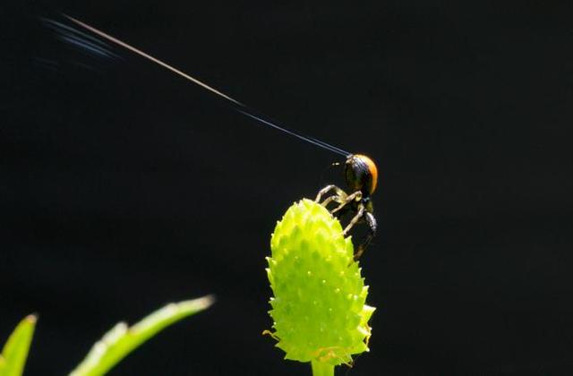 蜘蛛的特点