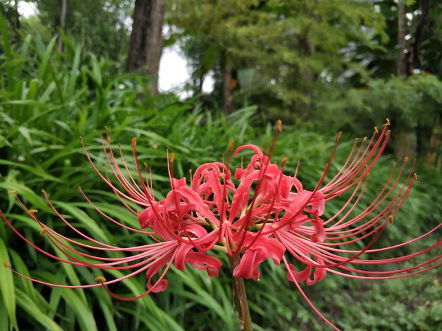今天偶遇彼岸花 花開彼岸 只見花 不見葉 中國熱點