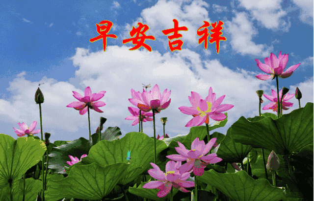 640_411gif 动态图 动图